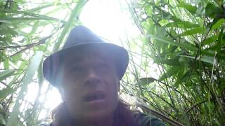 preview picture of video 'Jungle Walk Through the Chitwan National Forest, Pt 1'