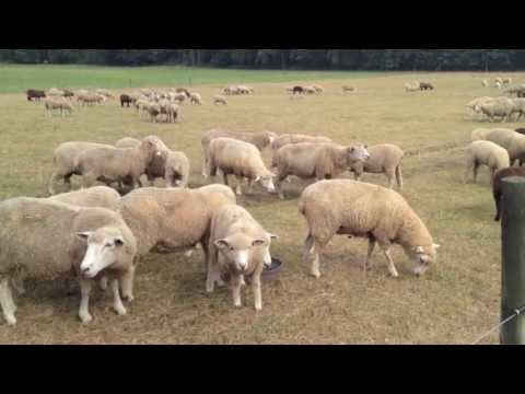 download lagu mp3 mp4 Bare Naked Wool, download lagu Bare Naked Wool gratis, unduh video klip Bare Naked Wool