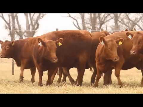 Lote 01 - 10 Vaquillonas P.C. Establecimientos La Negra - Remate La Rubeta y La Negra - 15-08-20