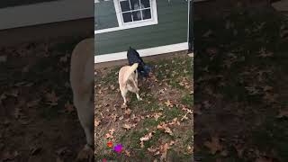 Video preview image #1 Aussie Siberian Puppy For Sale in Decatur, GA, USA