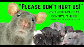 How to GET RID OF RATS without HARM!!! DO THIS - Vegan Pest Control
