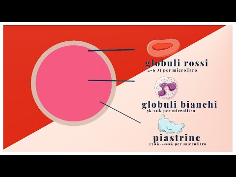 Com'è fatto il Sangue? | Pillole di Scienza