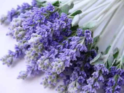 Klapa Fritule - Oči boje lavande (2013)