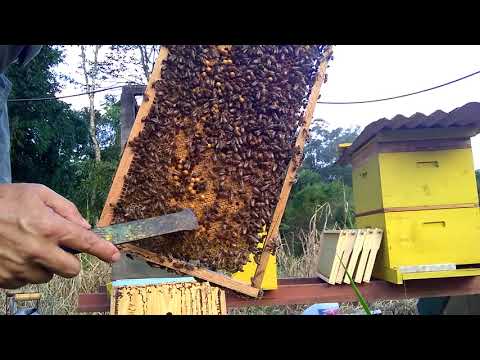 , title : 'Apicultura, abelhas africanizadas 🐝 divisão de enxame 🐝 parte 1'