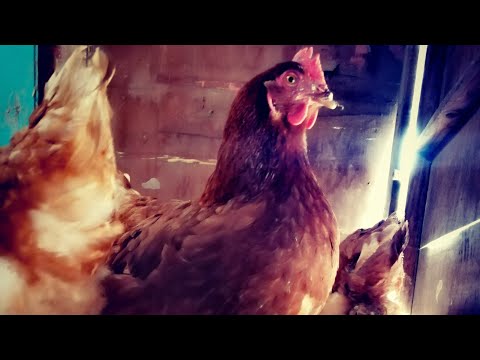 , title : 'هل دجاج لوهمان يرقد على البيض؟ معلومات مهمه حول دجاج الحقول الدجاج البياض وكيف تربي في البيت'