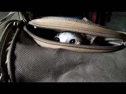 #cat #CID#cutecat #animallover