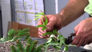 preview picture of video 'Food for Thought,  Garden Tips: Propagation part 2'