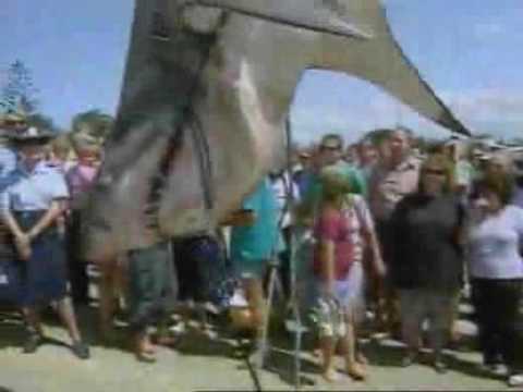 Bande Annonce "LES SEIGNEURS DE LA MERES" (SharkWater)