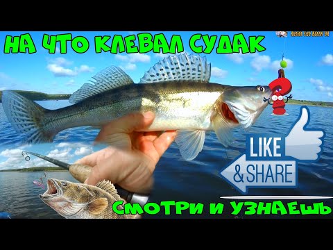 СУДАК ПРЕТ,РЫБАЛКА НА СУДАКА,КАК ЛОВИТЬ СУДАКА?СУДАК НА СПИННИНГ.