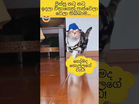 පිස්සු නට නට ඉදලා විභාගෙත් පාස් කියලා දැනගත්තාම😅#best #funniestcat #viral #ck #studio 😎