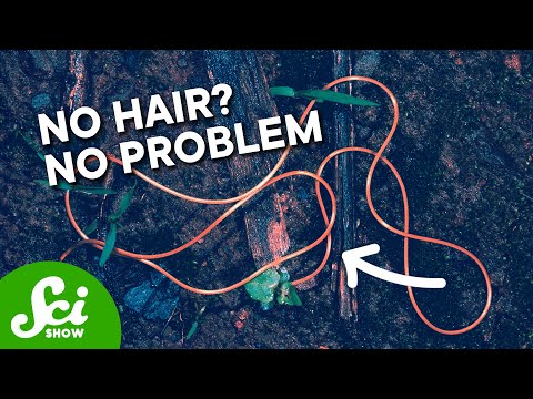 Why Hairworms Don’t Have Hair
