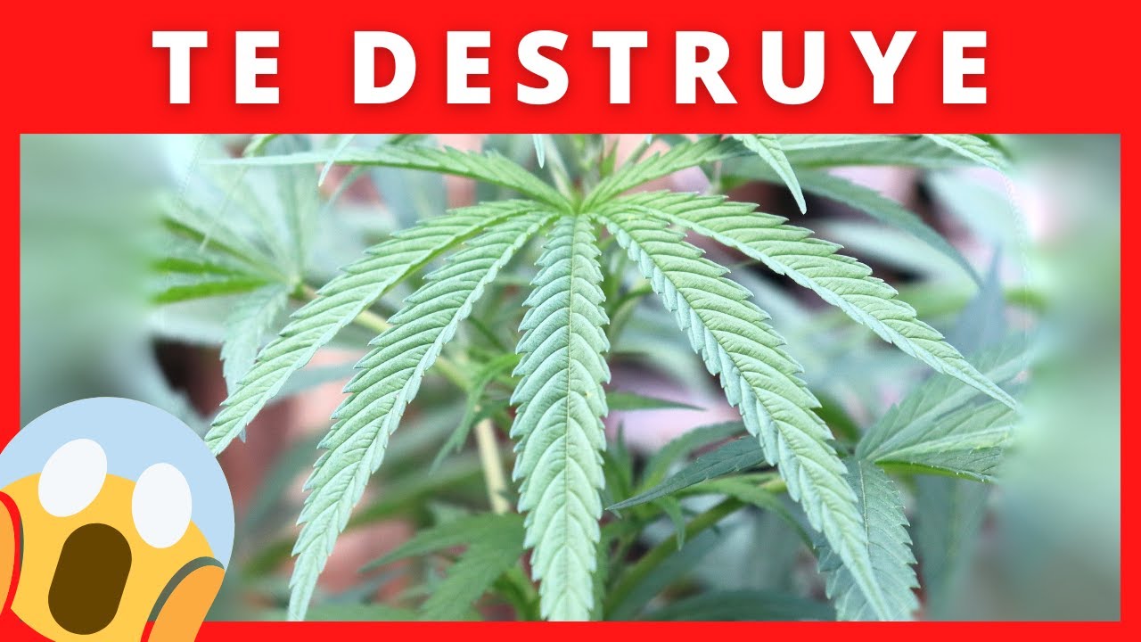 ✅【7 Beneficios de Dejar la Marihuana】🥦 ¿Qué le Pasa a tu Cuerpo Cuando DEJAS de Fumar PORROS 😵‍💫