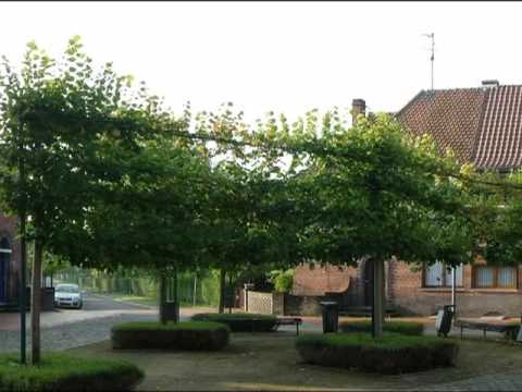 Maasmechelen.wmv