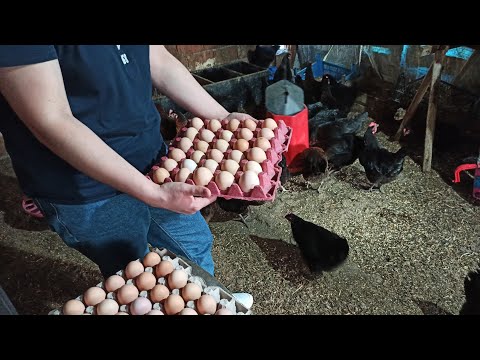 , title : '🐔 Gezen Tavuk Çiftliği 130 Tavuk la Günde Ne Kadar Para Kazandırır🐔 Gezen Tavuk Köy Yumurtası 🐔'