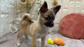 ハーフ犬の動画02