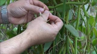 Autopolinização em uma flor de Vanilla. Pollinating a Vanilla flower