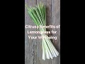 Citrusy Benefits of Lemongrass for Your Wellbeing #shorts