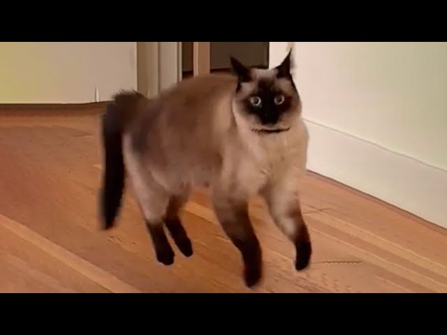 Cats with unexplained behavior SDDEFAULT Thumbnail