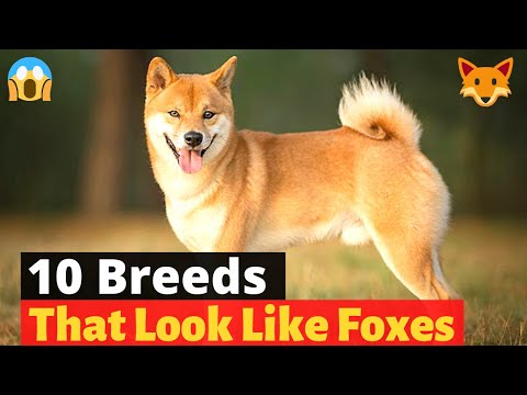 The 10 Best Dog Breeds that look like Foxes 🦊