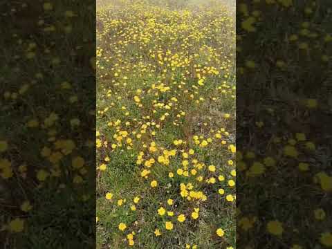 bonitas flores en Siachoque Boyacá #naturaleza #paramo  #flores 👍♥️🙏🌼🌼🌼