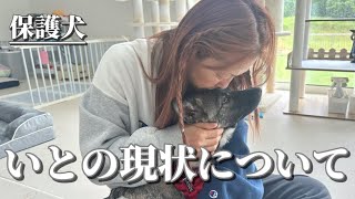 【保護犬】歩けなかったいとに変化が…。検査後のご報告です
