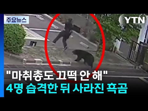 "마취총도 끄떡 안 해"...4명 습격한 뒤 사라진 흑곰 / YTN
