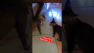 Download lagu menyalurkan jurus kucing #shorts #cats #catlover #cat #videos #subscribe mp3