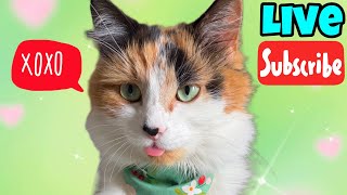 Happy Birthday Olive 🎂 - Live Stream