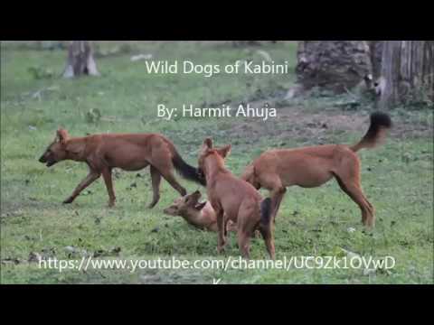 Wild Dogs of Nagarhole National Park and Tiger Reserve, Kabini!!