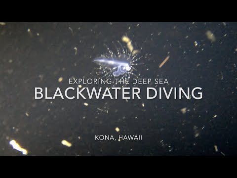 Blackwater Diving in Kona, Hawaii