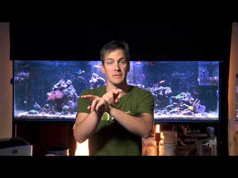 Mr. Saltwater Tank Friday AM Quick Tip #145: How To Skip Acclimating Your Corals To Your New Bulbs