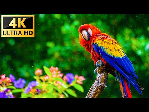 Our Planet | Birds Of The World 4K - Relaxing Music With Colorful Birds In The Rainforest