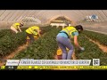 E Din Ce în Ce Mai Mare Nevoie De Muncitori Sezonieri Peste Tot în Europa