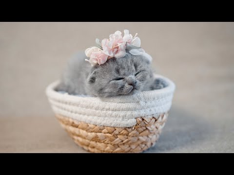 Cuteness! Baby Kitten Uses Her Sister As A Pillow😂 British Shorthair Kittens Meow Talking Mother Cat