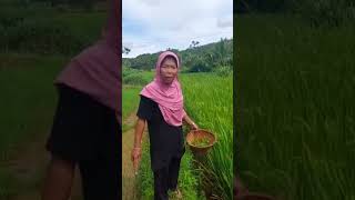 Download lagu emak'barbar mp3 Download lagu emak'barbar mp3