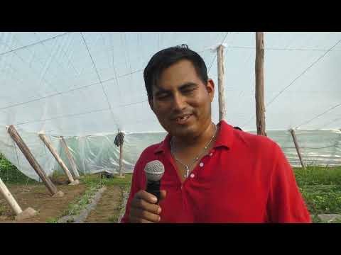 Comenzó la siembra en los dos primeros invernaderos wichis de Salta