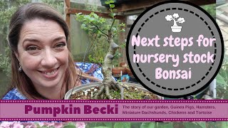 Making Bonsai from nursery stock - Ilex Crenata part 2