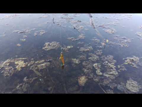 Drunk Bait Magenbitter Manni UV