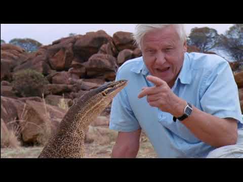 Élet hidegvérrel – 3. rész: A sivatag sárkányai (magyar szinkron)