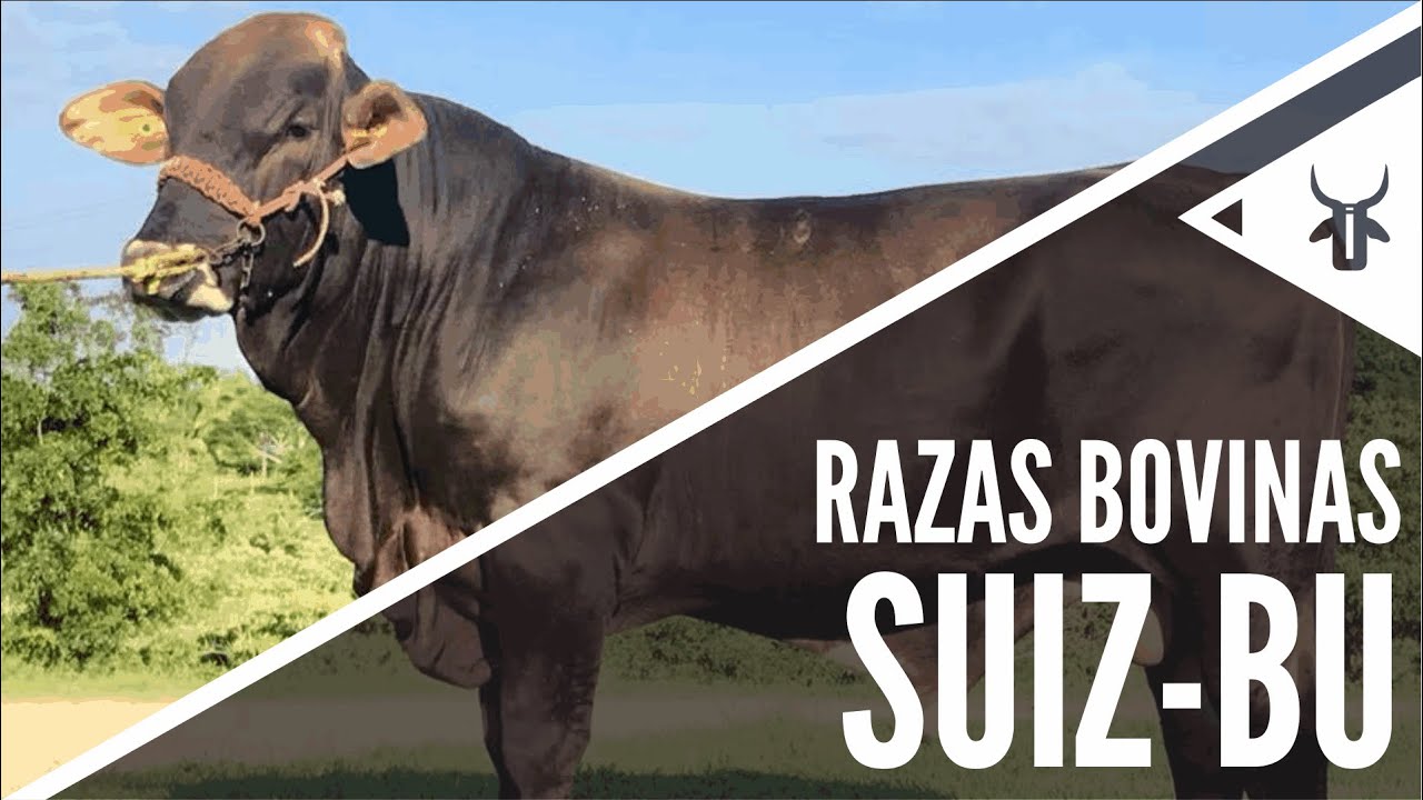Suiz-Bú | Razas bovinas