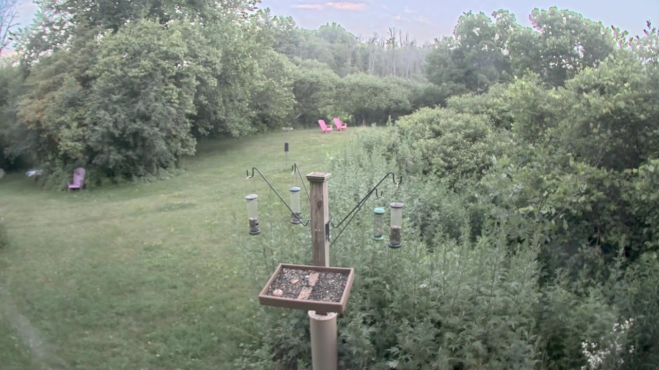 Live webcam view of Rice Creek Field Station Bird Feeders