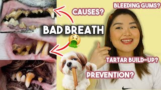 HOW TO PREVENT BAD BREATH IN PETS | Arah Virtucio