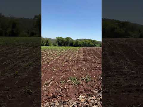 A roça em São João do Ivaí Pr