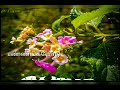 Poova Poova Poova Poove Song WhatsApp Status