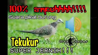 Download lagu suara pikat burung tekukur paling ampuh❗super jernih❗durasi panjang❗cocok buat berburu dan pancingan mp3