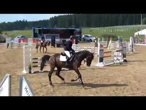 Crisp von Worrenberg, Holst, geb. 2012, Crunch x Carpaccio (Mutter HS zu Candillo)