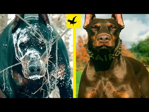 🤯DISCOVER 14 OF THE DOBERMAN'S MOST SHOCKING SECRETS!💥