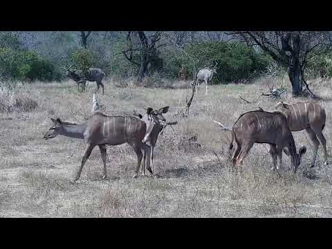 Djuma: Kudus along with two Nyala bulls - 10:44 - 08/23/21