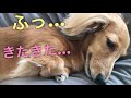 寝ながらシッポ振って父さんを誘うモモさん ≧∀≦ ミニチュアダックスフンド miniaturedachshund dachshund