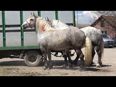 Targul de cai de la Bratca, Bihor 30 Aprilie 2023 Nou!!!